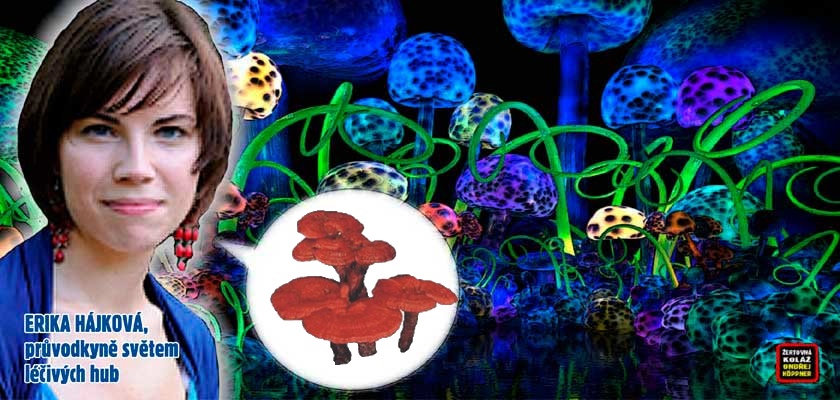Tajemné organismy proti fatálním chorobám: Užívejme čtyři tisíce let starý „novátorský“ lék! Čínská houba v Čechách. Houbařením proti rakovině?