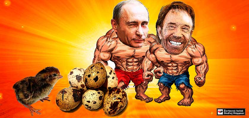 Malý zázrak z českých polí a hájů: Jezme křepelčí vejce proti chřipce i infarktu! Co mají společného Vladimír Putin a Chuck Norris?